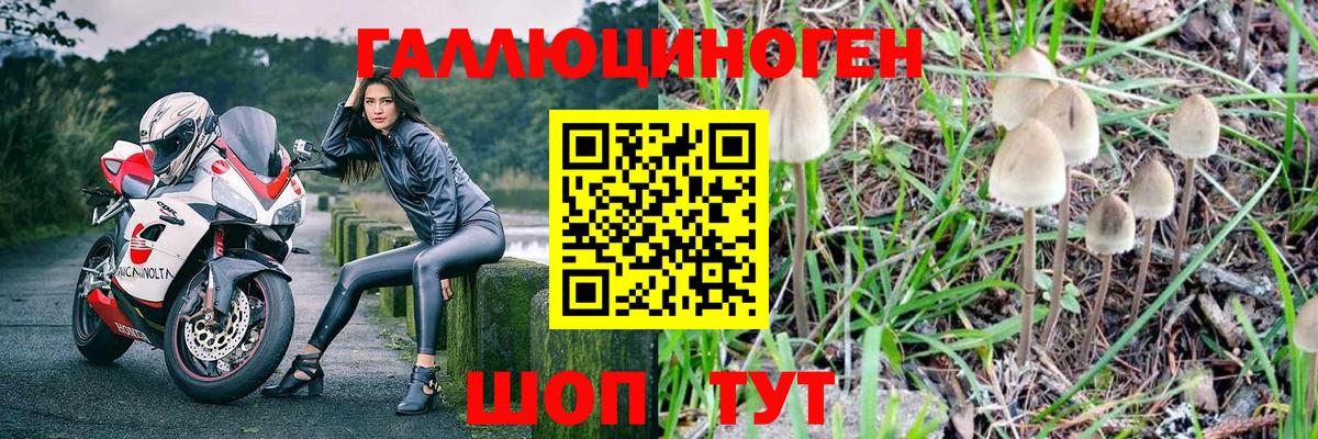 купить  цена  Баксан  Псилоцибиновые грибы Magic Shrooms 